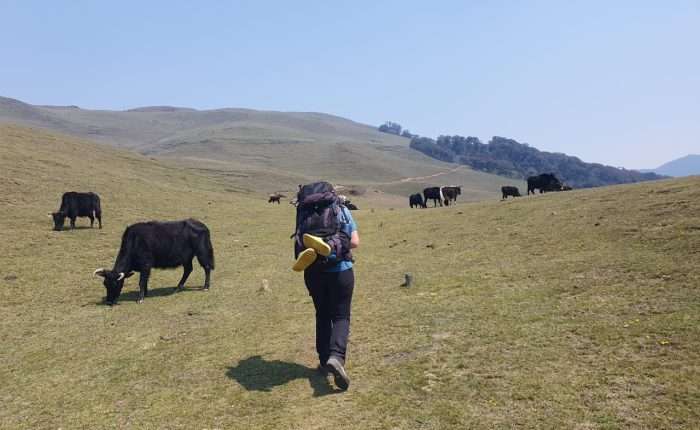 Mundhum Trail Trek grass landscape