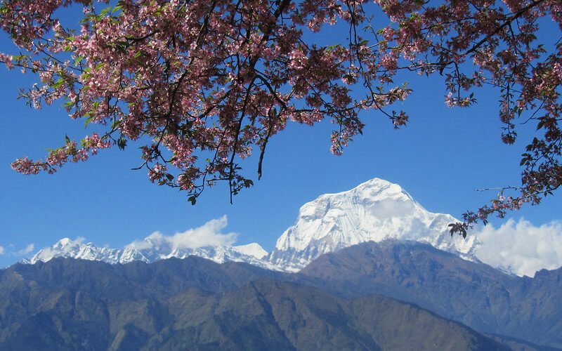 Spring blossoms framing Dhaulagiri Range