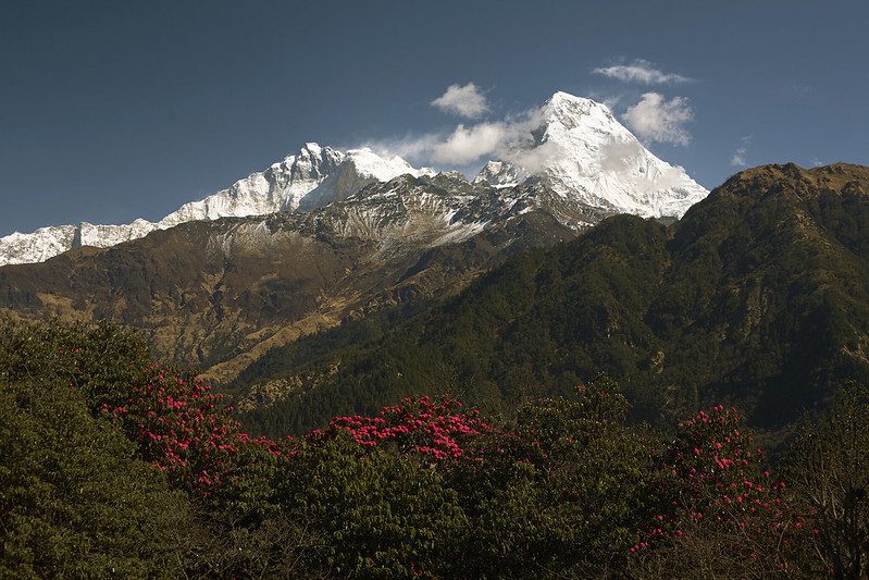 Rhododendron